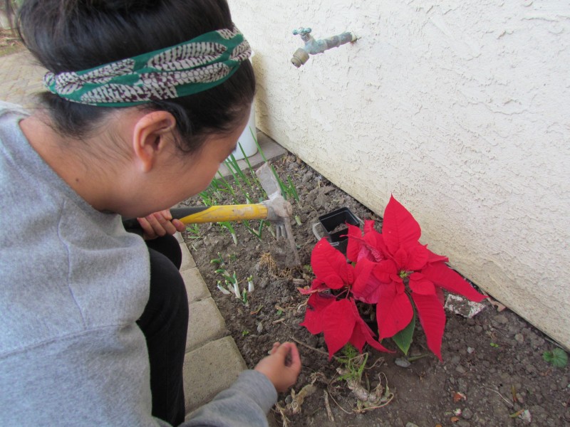 Junior Maxine Zhao flowers plant to celebrate the holiday as a rebirth and the coming of spring. 