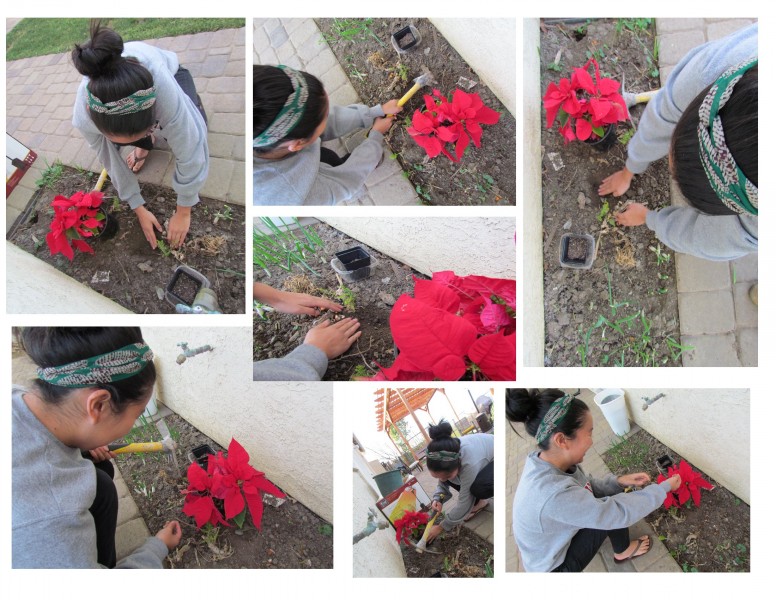 Zhao prepares to plant various flowers and vegetables in her garden for Groundhogs Day. Photos by Krystal Lau. 