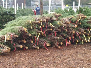 The surplus trees are stacked in piles until the other trees are sold. These stacks are sorted into size and type of tree.  