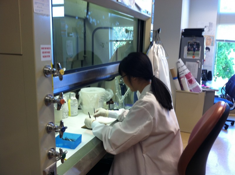 Courtesy photo: Eileen Han (DHS graduate) interned at the UC Davis Center for Comparative Medicine for her biotech internship in 2013.