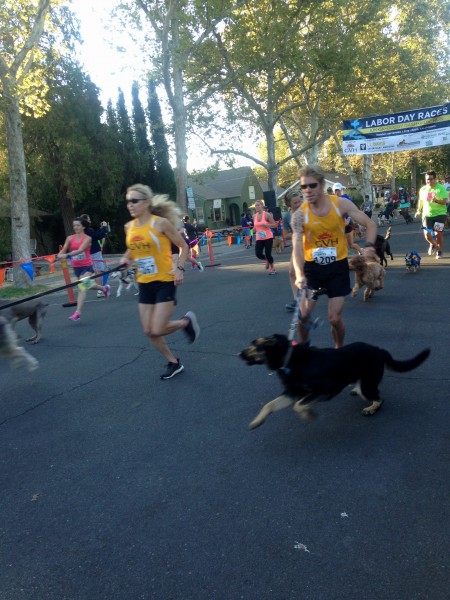 Dogs and owners go wild as the Doggie Dash begins at the Labor Day Run on Sept. 7. This was a new addition to the annual Labor Day Race held by the running club, Golden Valley Herriers.  