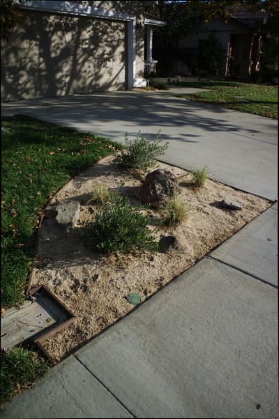 Many families are now changing the grass in their front yards to drought resistant plants. Photo by J Jiang