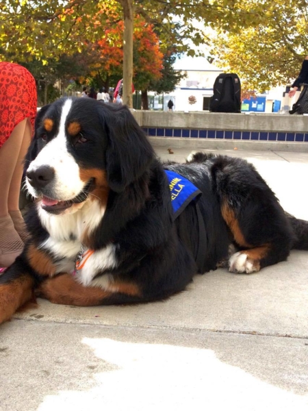 Bernese Mountain dog Bella rests at her owner and trainer Karen Gardias’ feet on Nov. 10, showing exemplary behaviour after having been training in Sacramento the day before.