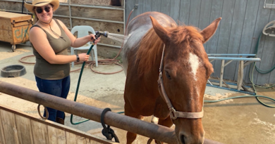 Nicole Holt bathing a caramel brown horse