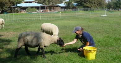 person feeds sheep