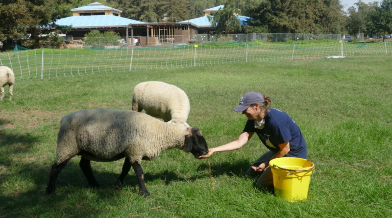 person feeds sheep